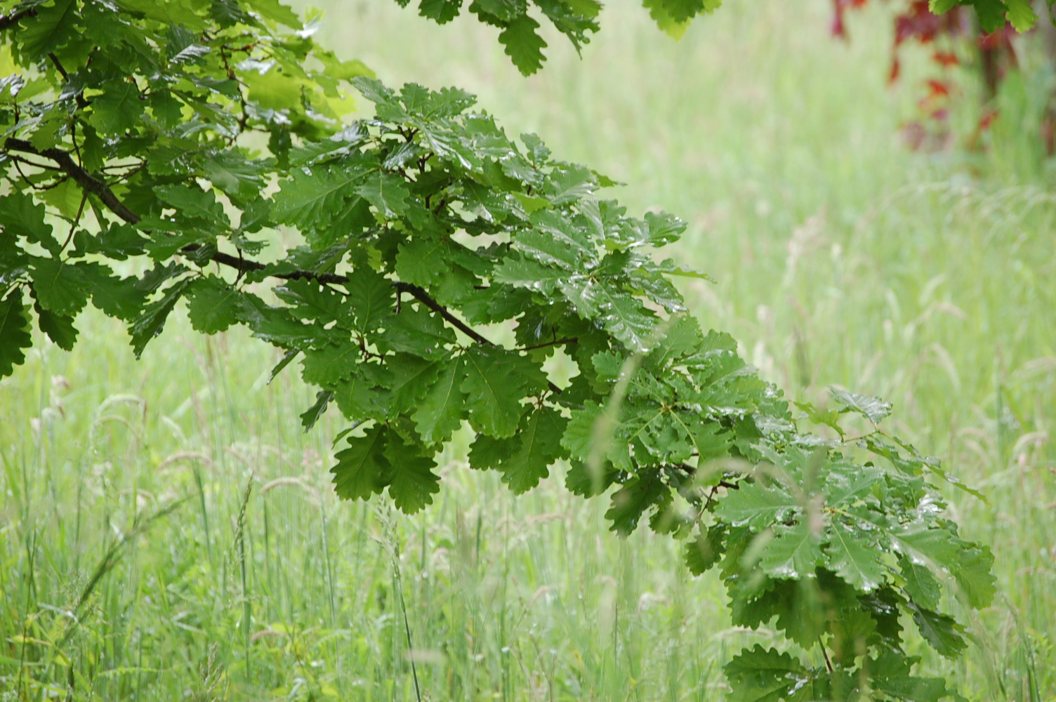 Quercus robur – Pépinières Rougieux