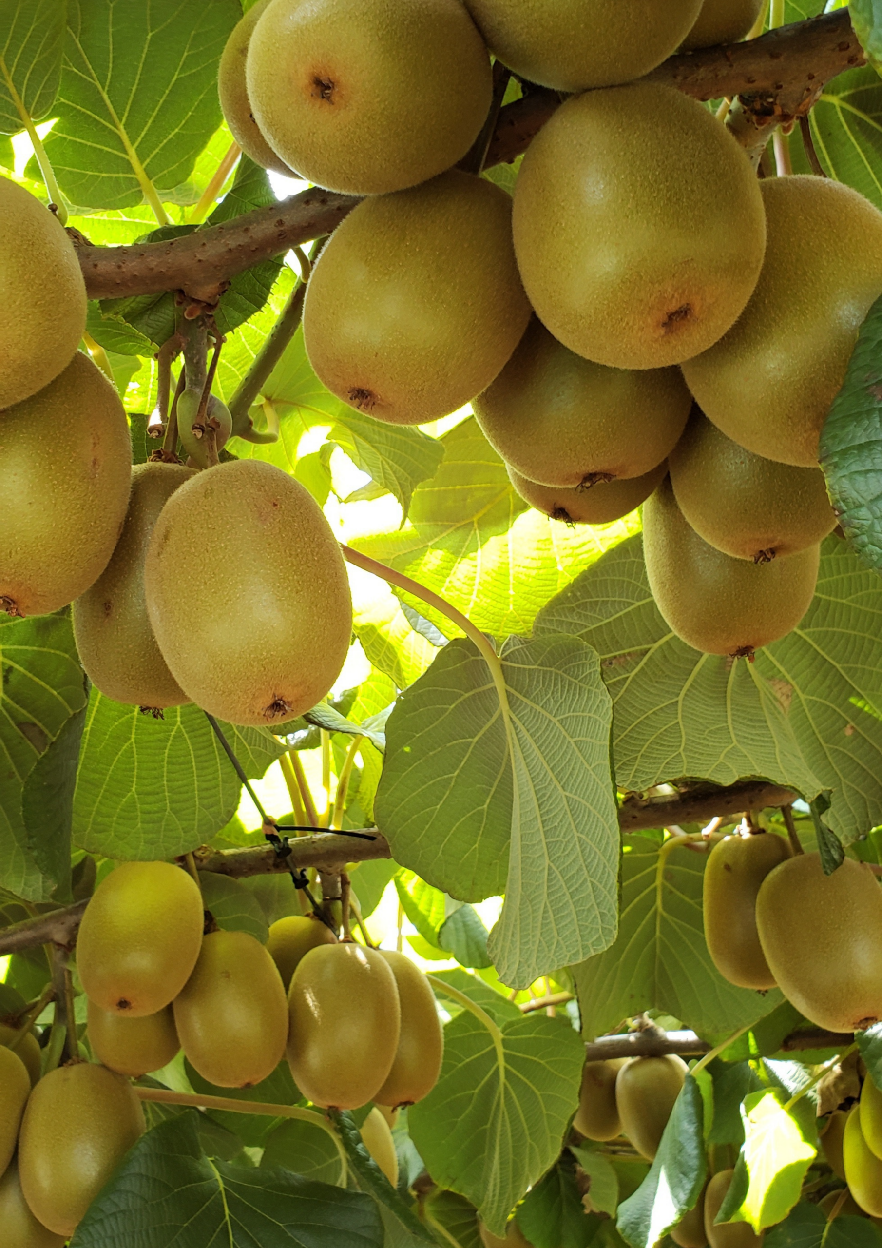 Les kiwis pourquoi il faut un mâle et une femelle ? Pépinières Rougieux — free download